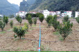 广西水肥一体化系统分区轮灌设计在当地找南宁广顺农业科技公司