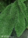 河北邢臺(tái)出售二手仿真人造草坪二手人工假草坪出售人造假草皮