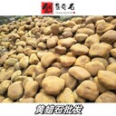 山東青島黃蠟石擺放園林黃蠟石園林假山青島黃蠟石駁岸草坪