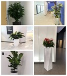天津大型綠植租擺公司一谷鑫亞泰花卉租賃公司一天津綠植銷售