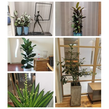 天津南開(kāi)區(qū)花卉租擺公司天津南開(kāi)區(qū)花卉租賃公司花卉銷(xiāo)售公司