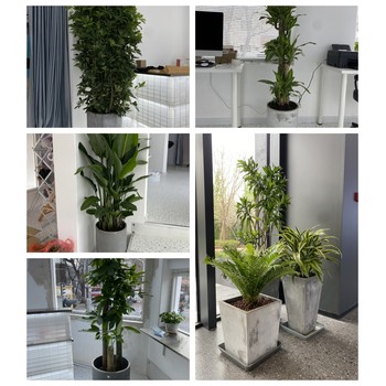 天津南開(kāi)區(qū)花卉租擺公司天津南開(kāi)區(qū)花卉租賃公司花卉銷(xiāo)售公司