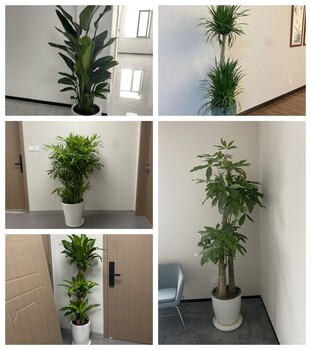 天津花卉租擺花卉租賃設(shè)計(jì)花卉出租公司谷鑫亞泰花卉園藝