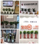 黃頁88網商家推薦花卉租擺公司花卉租賃花卉銷售花卉出租