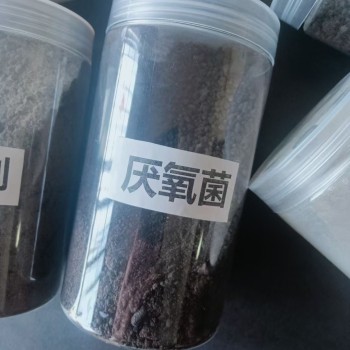 镇江微生物菌种改善生化系统袋装微生物活性菌种