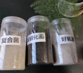 南京微生物菌种工业级微生物活性菌粉状水处理药剂