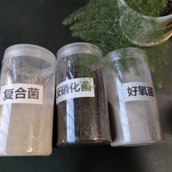 南京微生物菌种工业级微生物活性菌粉状水处理药剂