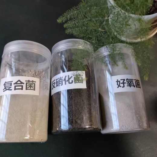 深圳微生物菌种灰色粉状水中COD降解活性菌