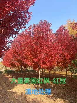 美國(guó)紅楓出售