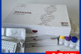 人细胞角蛋白19(CK-19/KRT19)ELISA试剂盒