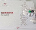 牛α肌动蛋白(αActin)ELISA试剂盒