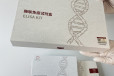 牛绒毛膜促性腺激素β(CGβ)ELISA试剂盒