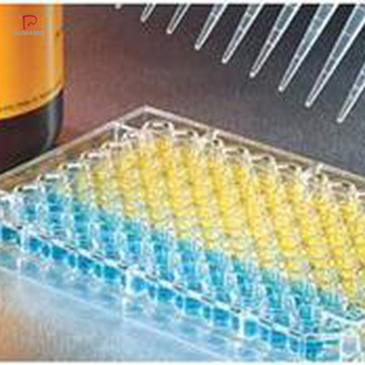 豚鼠脂联素受体1(ADIPOR1)ELISA试剂盒灵敏度高