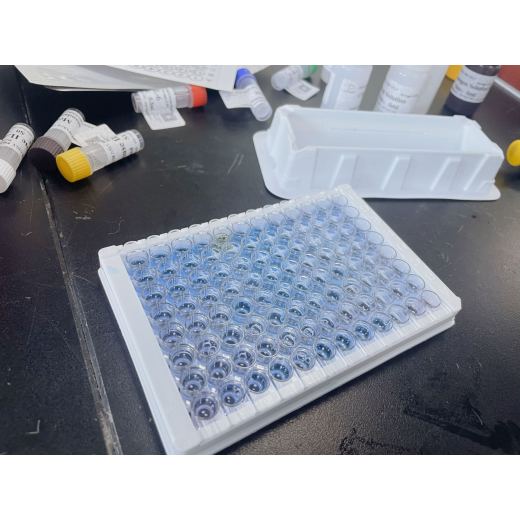 豚鼠速激肽受体2(TACR2)ELISA试剂盒检测速度快