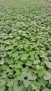 山東脫毒紅薯苗基地大量供應(yīng)西瓜紅紅薯苗品質(zhì)