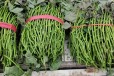 脱毒红薯苗中国农科院研发合作单位品质保障