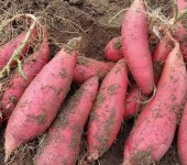 脱毒红薯苗批发千亩脱毒红薯苗种植基地直发脱毒商薯红薯苗