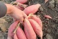 湖北脱毒红薯苗基地直发早熟高产西瓜红普薯32红薯苗