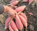 新疆脱毒红薯苗培育基地-西瓜红-普薯32高产稳产含糖量高