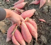 脱毒红薯苗培育基地大量供应脱毒原种种薯