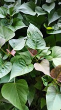 貴州脫毒原種種薯-高淀粉耐儲(chǔ)存淀粉王一號(hào)-好種易管圖片