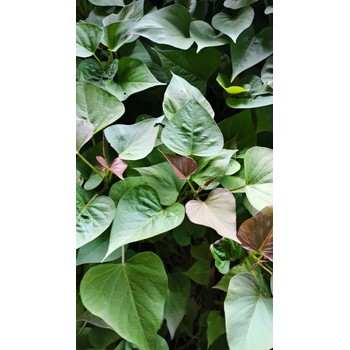 小馬脫毒紅薯苗基地直發(fā)高淀粉高產(chǎn)品種-商薯19-美國9408-豫薯868