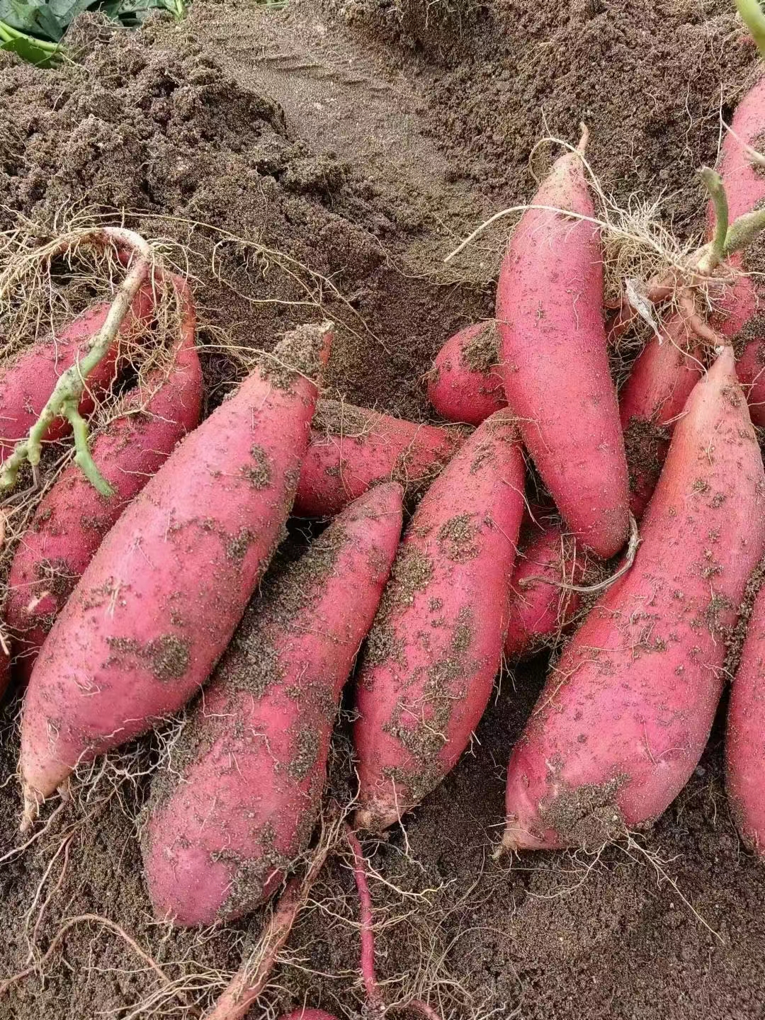 商薯19-小马脱毒红薯苗基地-品种-成活率高-全国24小时发货