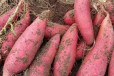 薯苗供应商文杰家庭农场-高淀粉商薯19-形状漂亮栗子香