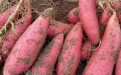 高产高淀粉商薯19红薯苗-小马育苗基地大量供应-全国直发