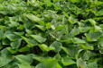 小马红薯苗培育基地-龙薯9红薯苗-西瓜红地瓜苗-早熟短蔓高产