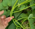 脱毒红薯苗-西瓜红-龙薯9-短蔓高产早熟品种