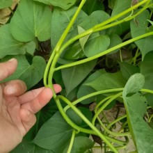 红薯苗-地瓜苗-文杰家庭农场脱毒红薯苗基地品种成活率高