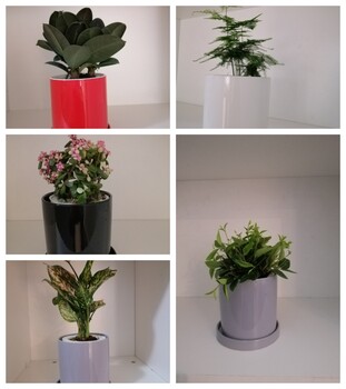 濱海新區(qū)花卉租擺丨濱海新區(qū)花卉租賃丨濱海西區(qū)綠植出租