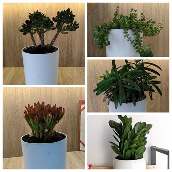 天津南開(kāi)區(qū)花卉租賃公司丨谷鑫亞泰花卉租賃