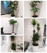 天津綠植租擺公司丨和平區(qū)寫字樓綠植租賃公司丨大型綠植租擺公司圖片