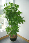濱?；ɑ茏鈹[濱海綠植租賃公司天津譽(yù)隆花卉租賃花卉銷售公司