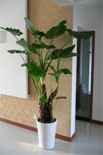 天津東麗區(qū)綠植租擺寫字樓綠植租賃公司東麗區(qū)花卉租賃公司圖片