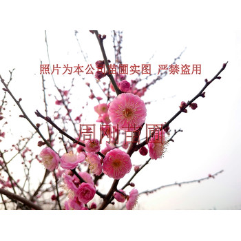 蘇州梅花、梅花樹種植基地、庭院別墅綠化、景觀樹培育苗圃