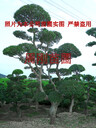 造型榆樹(shù)樁基地、造型榔榆樹(shù)樁、蘇州造型景觀樹(shù)、庭院別墅綠化