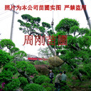 蘇州造型榆樹(shù)、造型榔榆、別墅綠化工程、造型景觀樹(shù)苗圃基地