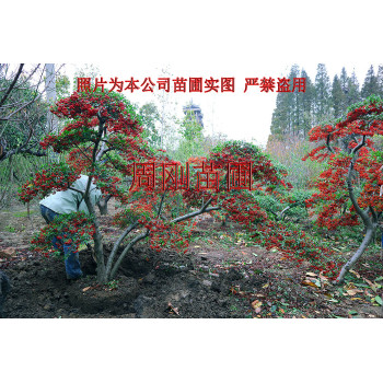 造型火棘苗圃、火棘造型盆景、造型红果满堂红、苏州景观树基地