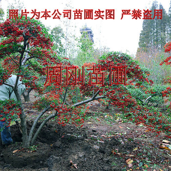 造型火棘苗圃、火棘造型盆景、造型紅果滿堂紅、蘇州景觀樹基地