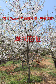 蘇州櫻花樹(shù)基地、染井吉野櫻苗圃、日本早櫻、日本晚櫻種植批發(fā)