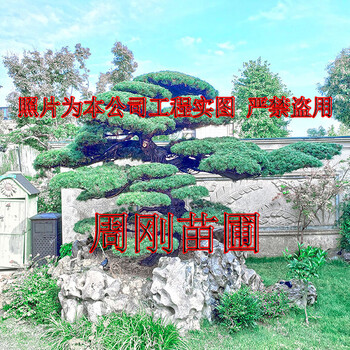 庭院主景樹(shù)、別墅庭院觀賞樹(shù)、庭院樹(shù)基地、蘇州造型景觀樹(shù)苗圃