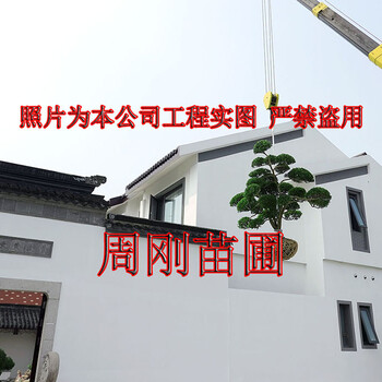 庭院觀賞樹(shù)、別墅主景樹(shù)、庭院風(fēng)水鎮(zhèn)宅樹(shù)、蘇州造型景觀樹(shù)基地