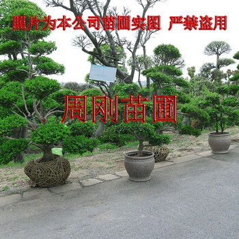 蘇州樹木樹苗市場、花木種植批發(fā)市場、蘇州綠化苗木公司