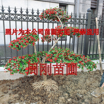 蘇州苗木批發(fā)市場造型景觀樹培育苗圃光福鎮(zhèn)苗木種植基地