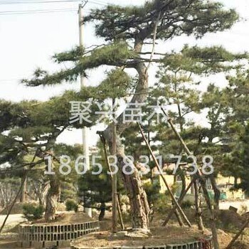 山東迎客松種植基地