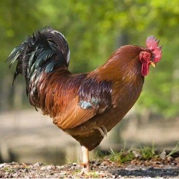 鸡催肥增重的方法鸡冠红毛亮的原因有哪些