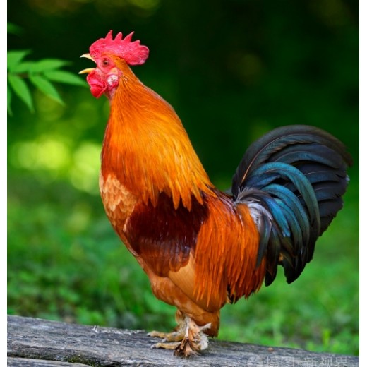 鸡怎么催肥增重怎么让鸡冠头长的快